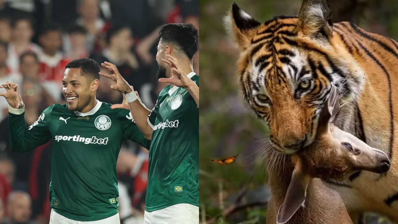 Palmeiras: Ainda não acabou! Vitor Roque é denunciado e pode pegar gancho pesado!